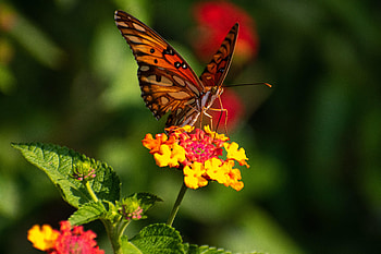 Animals, Flowers, Pattern, Butterfly, Wings, Focus HD wallpaper