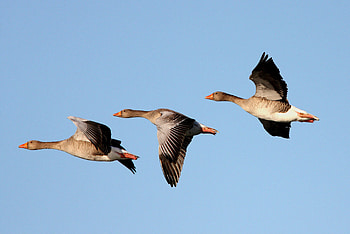 Flying geese, Majestic wingspan, Sky backdrop HD wallpaper