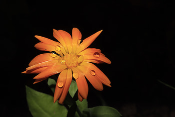 Flower With Drops Oled , flower, drops, oled, dark, black, artist, artwork, digital-art, computer HD wallpaper