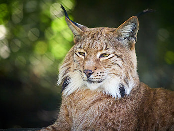 Red Lynx, Marku Weger, September 2020, Animals HD wallpaper