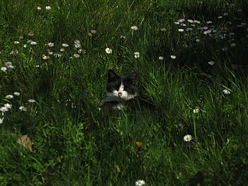 just cat, grass, cat, green HD wallpaper