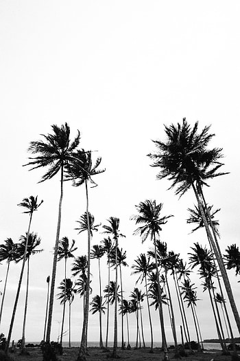 Nature, Palms, Minimalism, Bw, Chb HD phone wallpaper