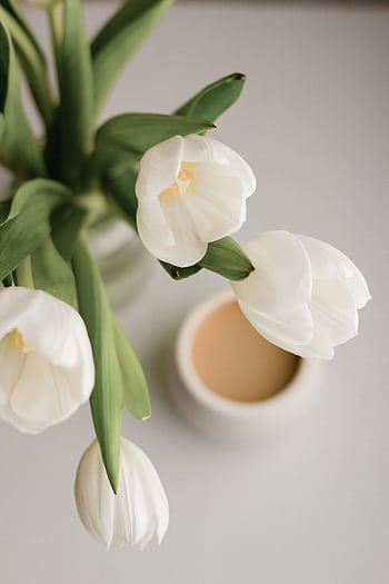 Delicate white tulips in focus beside a softly blurred coffee mug on a light background. HD phone wallpaper