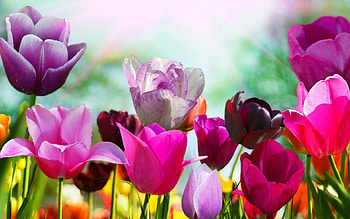 Laptop x Spring Backgrounds x HD wallpaper