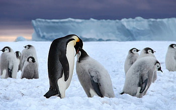 Penguin, Screensaver delight, Nature's beauty, Digital serenity HD wallpaper