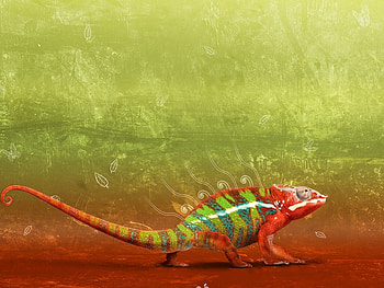 Type Colourful, animal, lakes, green, dessert, colourful, reptile HD wallpaper