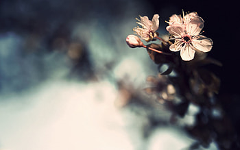 Flower, Macro, Shine, Light, Bright, Light Coloured HD wallpaper