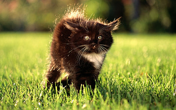 Animals, Cats HD wallpaper