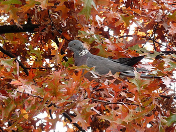 Dove in autumn leaves, dove, bird, red, autumn, leaf, nature, pigeon, tree HD wallpaper
