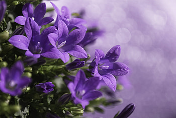 Plants, Flowers, Violet HD wallpaper