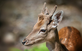 Animals, Muzzle, Spotted, Spotty, Sight, Opinion, Deer HD wallpaper