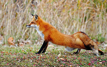 Animals, Grass, Fox, Tail, Stretch HD wallpaper