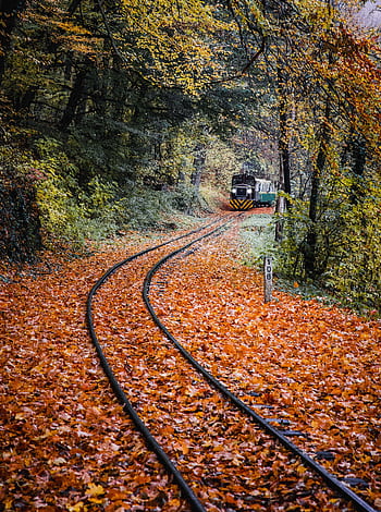 Scenic autumn view of a train traveling through a forest with vibrant fall foliage. HD phone wallpaper