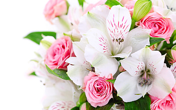 Plants, Flowers HD wallpaper