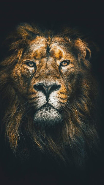 Black Lion, King, Lion HD phone wallpaper