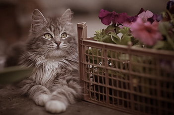 Cat, kitten, kitty, cats, cute, beautiful, paws, sleeping, cat face, pretty, animals, face, lovely, hat HD wallpaper