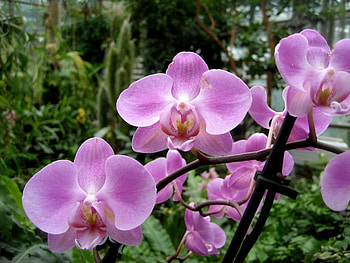 Plants, Flowers HD wallpaper