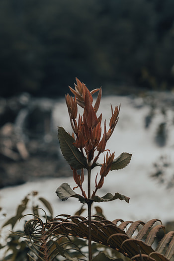 Nature, Plant, Fern, Wild HD phone wallpaper