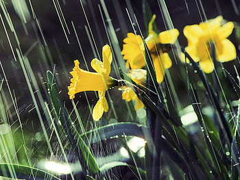 downpour, daffidil, rain, nature, flowers, water HD wallpaper