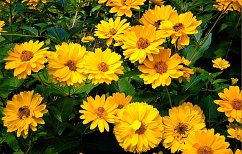 Flowers, Greens, Flower Bed, Flowerbed, Rudbekia, Rudbeckia HD wallpaper