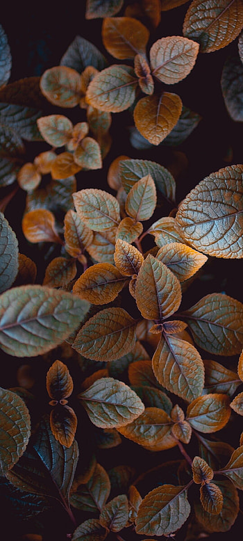 Leaves , Earthy tones, Botanical patterns, Natural beauty HD phone wallpaper