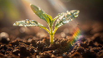 Seedling in Morning Light —, Sprout, Plant HD wallpaper