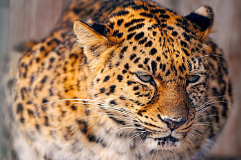 Animals, Snow, Cat, Leopard, Sad, Large, Big HD wallpaper