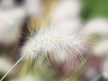 Lovely Grass, grass, nature HD wallpaper