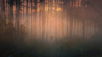 In The Heart Of The Woods, artist, artwork, digital-art HD wallpaper