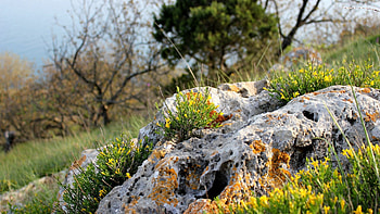 Nature, Flowers, Grass, Stones HD wallpaper