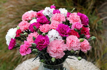 Flowers, Carnations, Blur, Smooth, Bouquet, Vase HD wallpaper