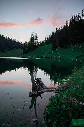 Nature, Trees, Sky, Clouds, Lake, Reflection, Fir, Spruce HD phone wallpaper