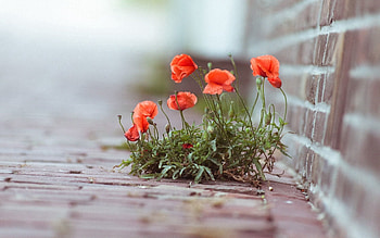 Flowers, Poppies, Greens, Bricks, Street HD wallpaper