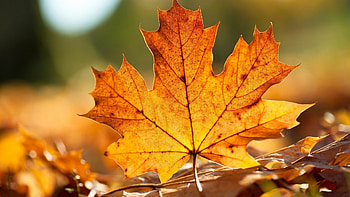 Maple leaf beauty, Striking background HD wallpaper
