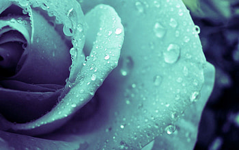 Drops, Flower, Macro, Shine, Light, Petals HD wallpaper