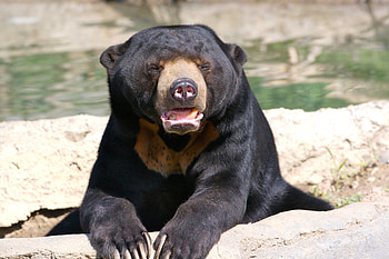 Animals, To Lie Down, Lie, Muzzle, Bear, Sight, Opinion HD wallpaper