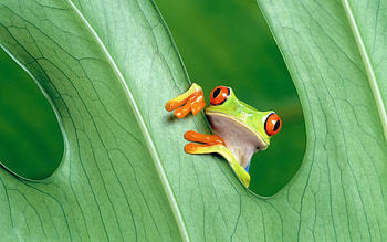Animals, Grass, Sheet, Leaf, Peek Out, Look Out, Frog HD wallpaper