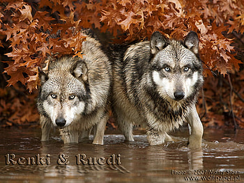 Wolves in a Pond, nature, wolves, grey wolves, pond HD wallpaper