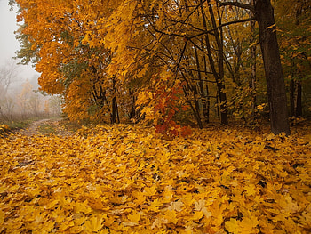 Landscape, Autumn, Leaves HD wallpaper