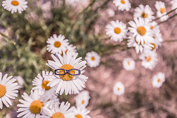Flowers, Camomile, Blur, Smooth, Flower Bed, Flowerbed, Glasses, Spectacles HD wallpaper