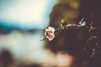 Flowers, Flower, Blur, Smooth, Branch HD wallpaper