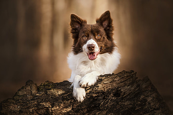 Forest Sentinel: Brown Border Collie, Animal, border collie HD wallpaper