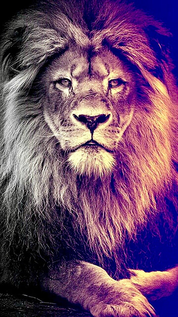 León, Leones, Animales HD phone wallpaper