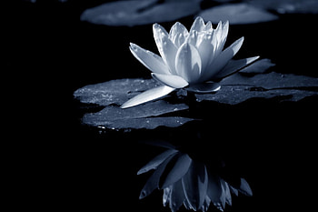 Reflection, lilly, monochrome, flower, water HD wallpaper