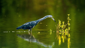 Heron, animal, wings, bird HD wallpaper