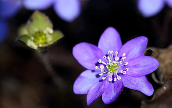 Flowers, Leaves, Lilac, Plant, Macro, Petals HD wallpaper