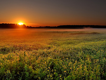 Wildflowers Field at Sunset, fog, field, nature, flowers, sunset HD wallpaper