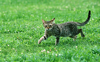 Animals, Grass, Cat, Striped, Sight, Opinion HD wallpaper