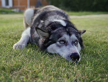 Jessy 2, backyard, art , grass, resting dog, nice HD wallpaper