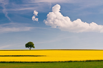 Nature, Sky, Wood, Tree, Field, Lonely, Cloud, Simplicity HD wallpaper